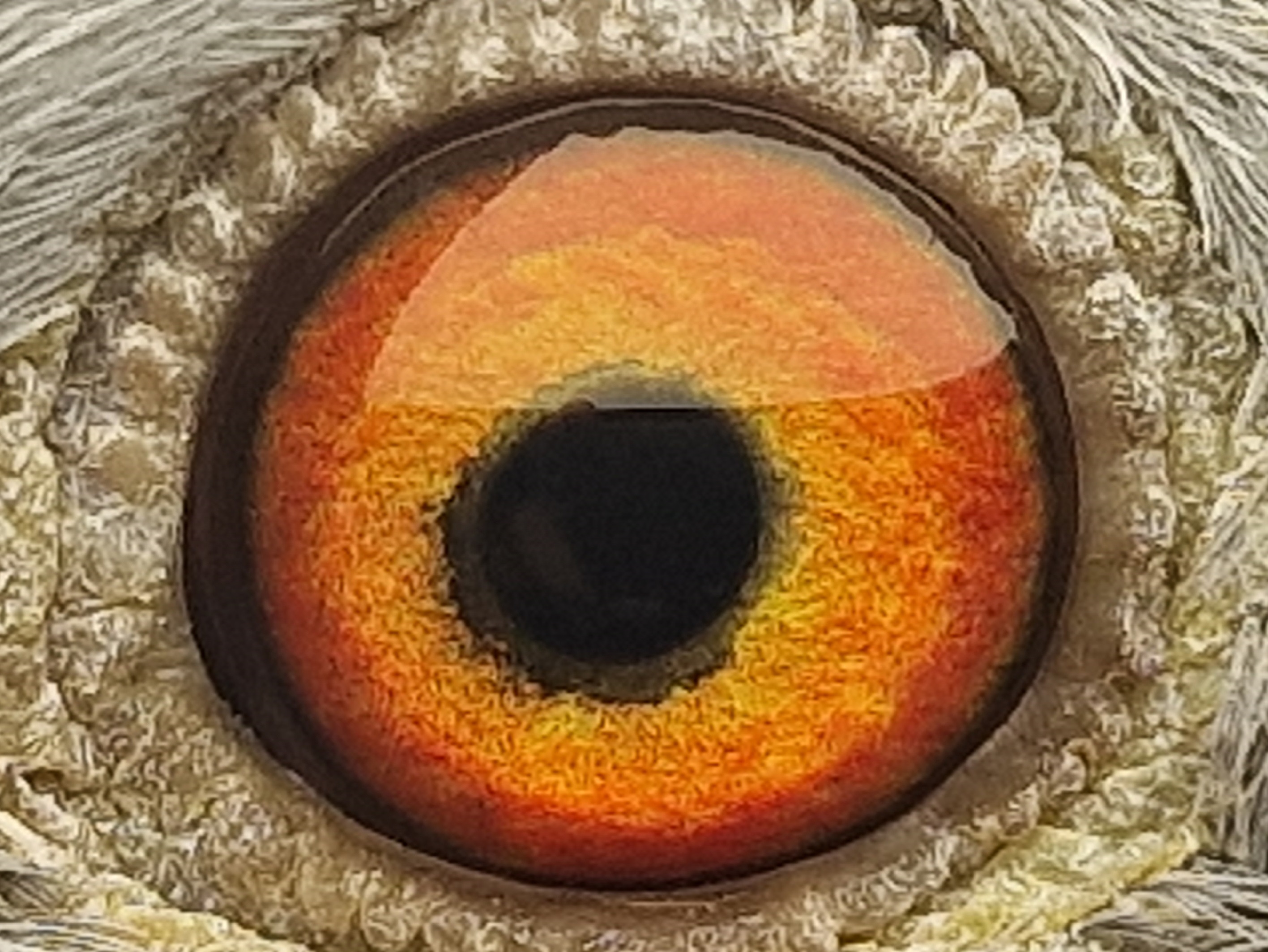 Pigeon eye